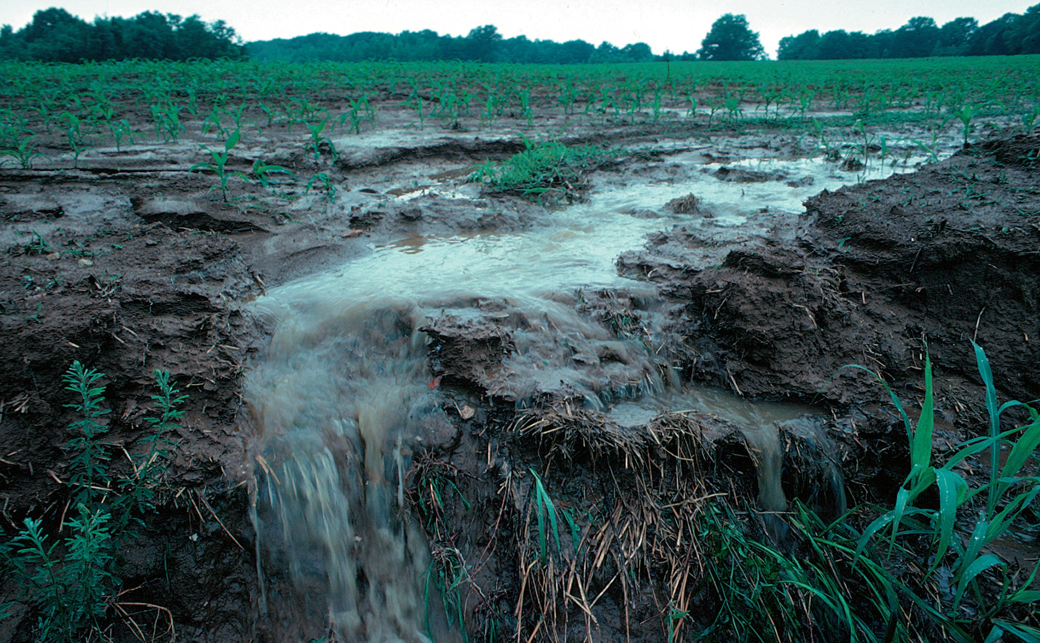 Calculating 'Old' and 'New' Water Runoff