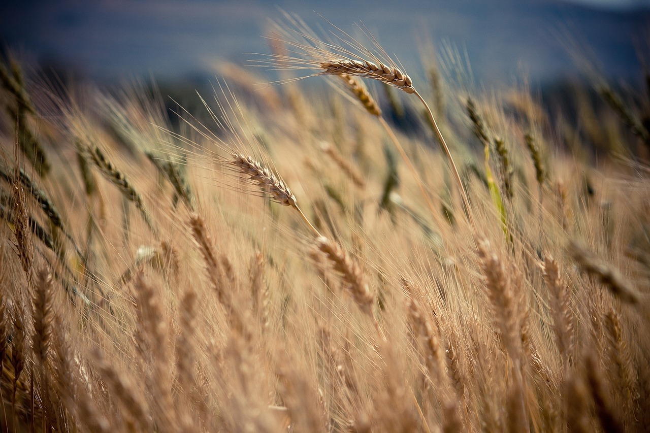 Australia to Invest $13m to Support Small Farmers in Pakistan