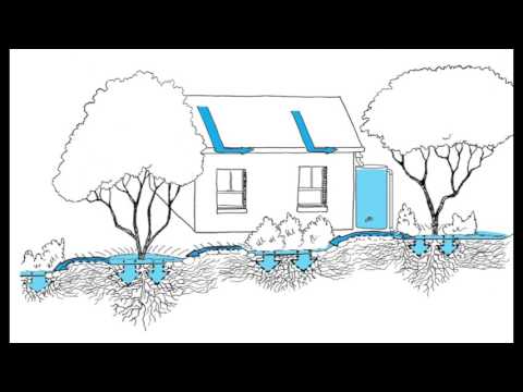 Planting the Rain to Grow Abundance