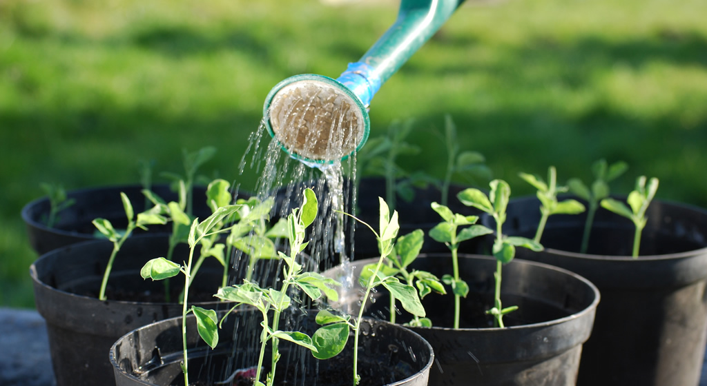 Water Conservation Target Reduced from 30% to 20% in Saratoga