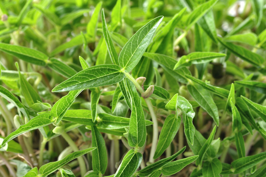 Nanotechnology to grow more food using less energy and water