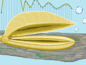 Fracking Wastewater Accumulation Found in Freshwater Mussels' Shells