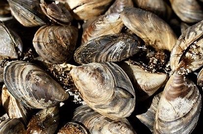 Quagga_mussels_fws.jpg