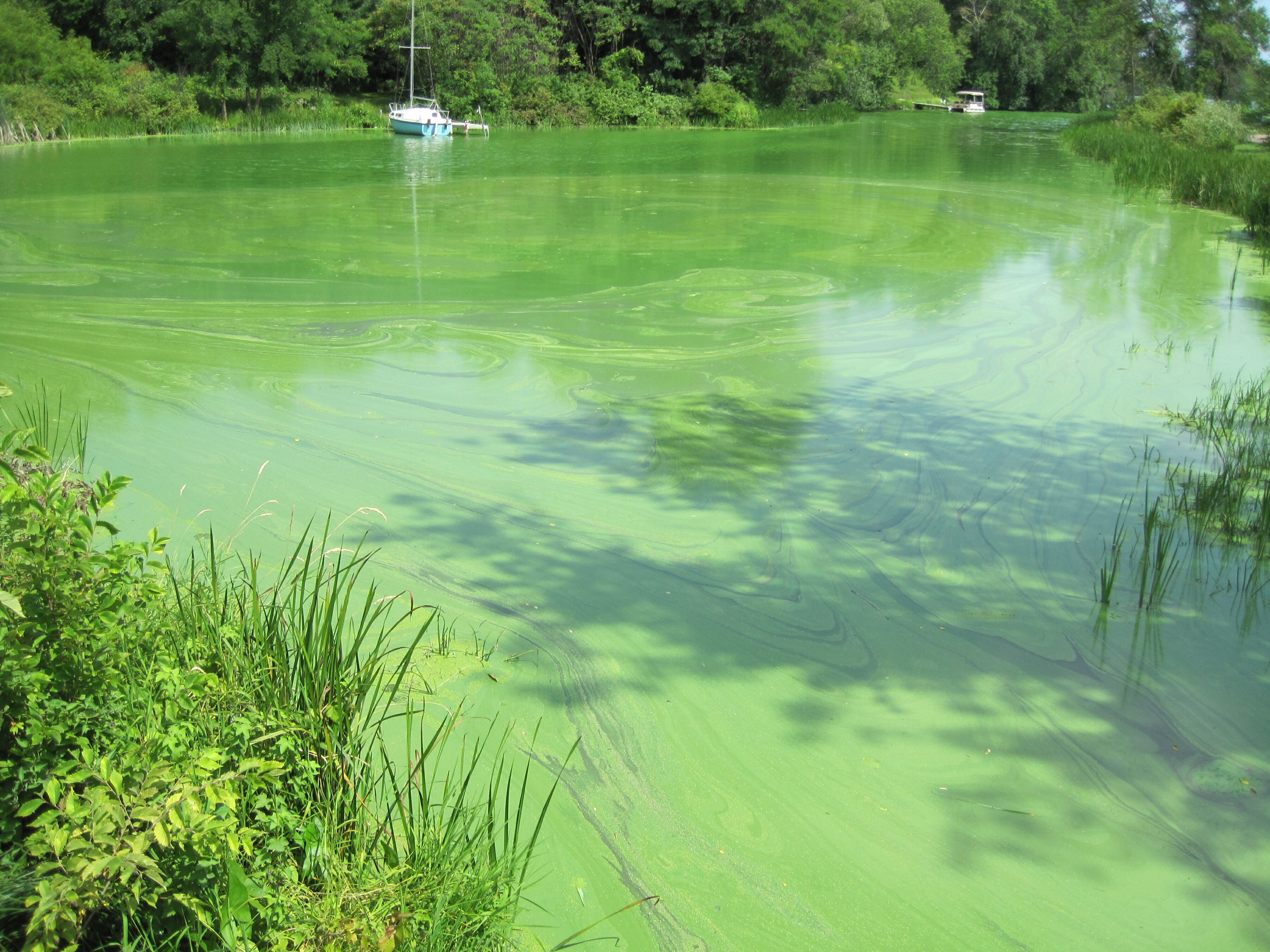 NASA Helps Toxic Algae Struggle