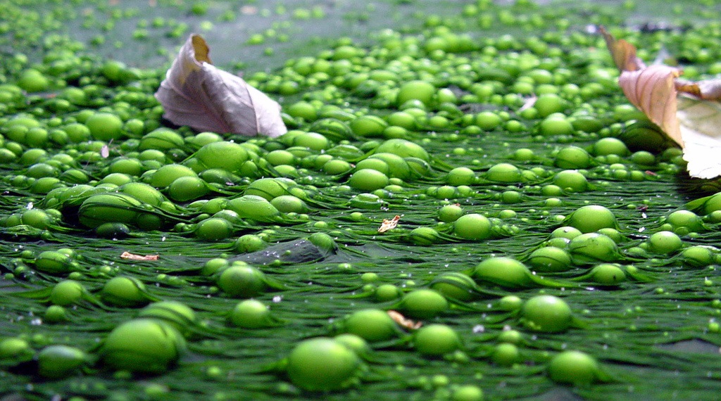 Fighting Eutrophication with Natural Bacteria