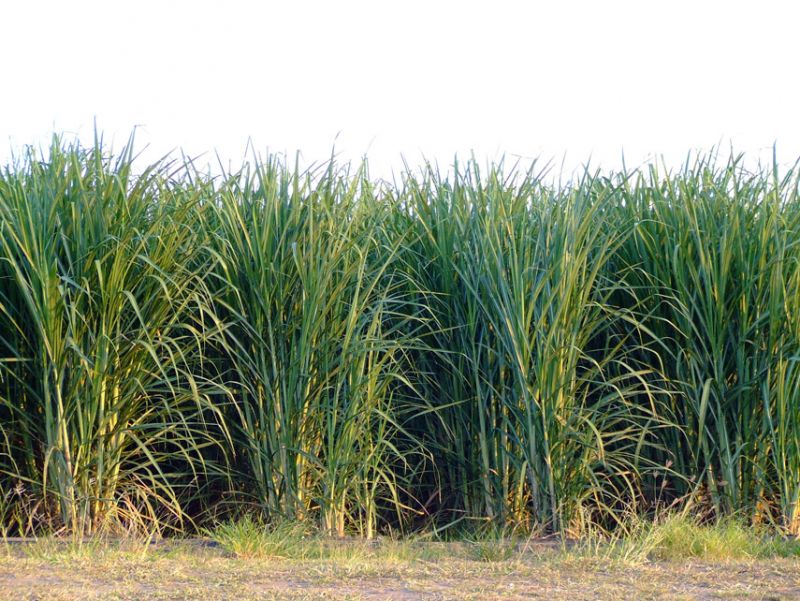 Sugar_Cane_rows.jpg