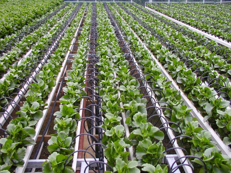 Pot_irrigation_by_On-line_drippers.JPG