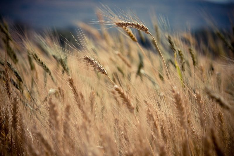crops-690740_960_720.jpg