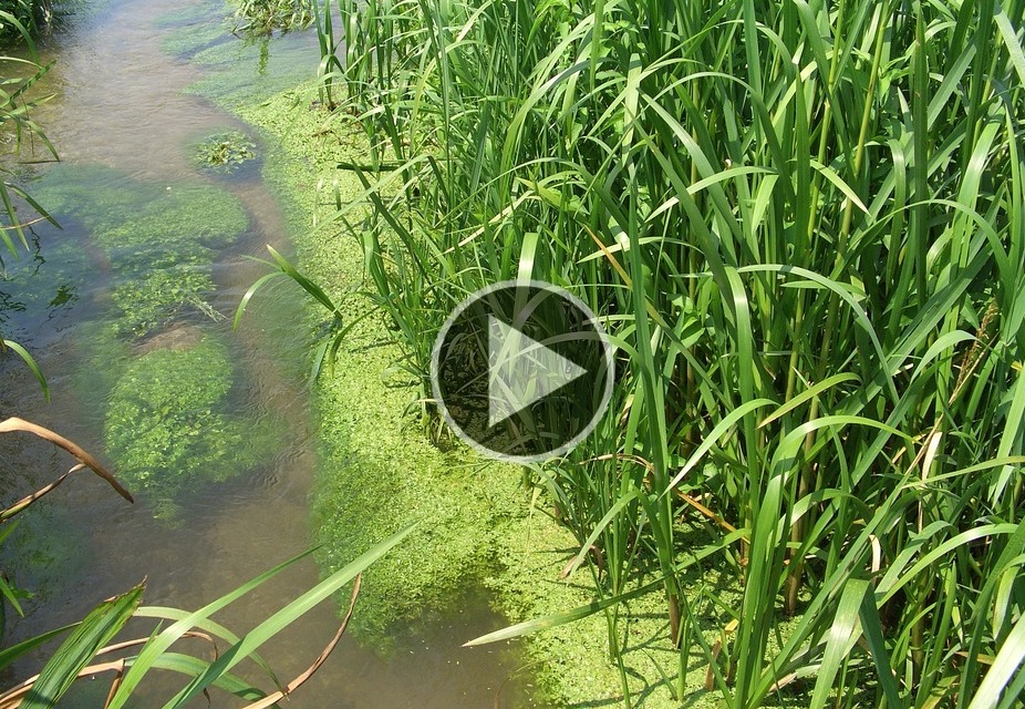 Technology to Help You Understand the Benefits and Complexities of Nutrient Management (Video)