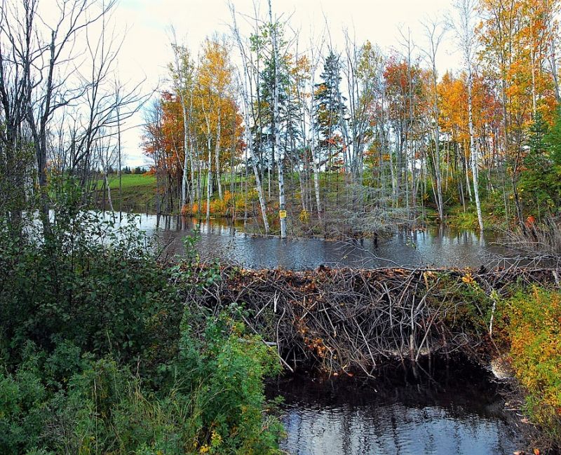 beaver dam.jpg