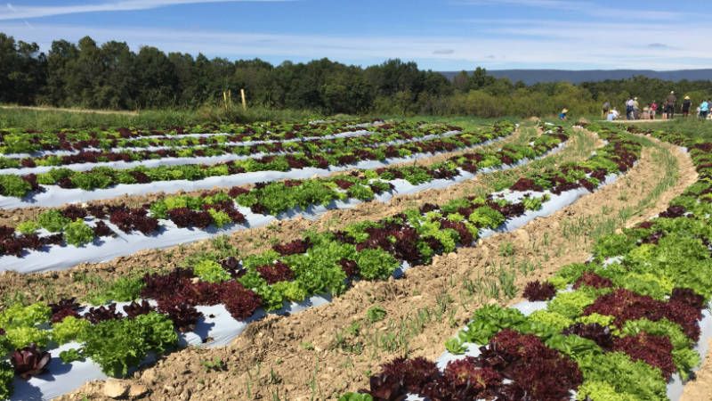 lettuce-field.jpeg