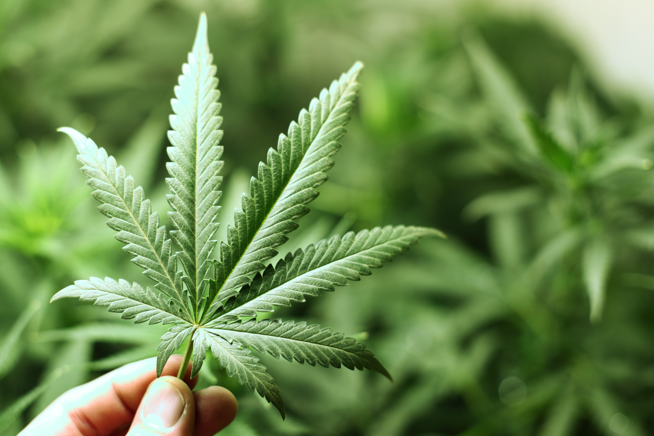 Hemp, Meet Large-Scale Agriculture, Large-Scale Agriculture, Meet Hemp
