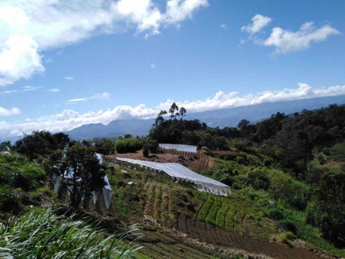 In Latin America, farmers use microfinance to fight climate change