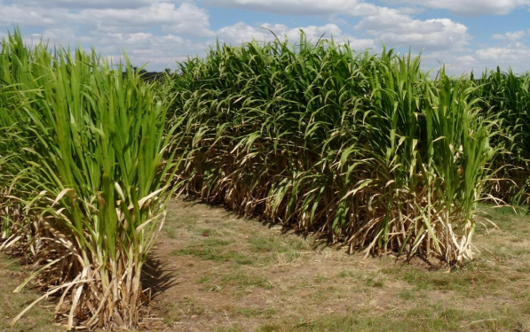 Juncao Technology Reduces Water and Soil Loss