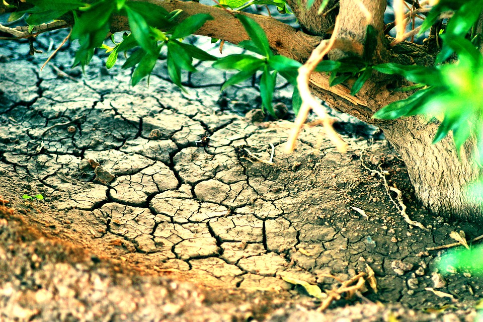 Causes, Effects and Solutions of Desertification of Land (Video)