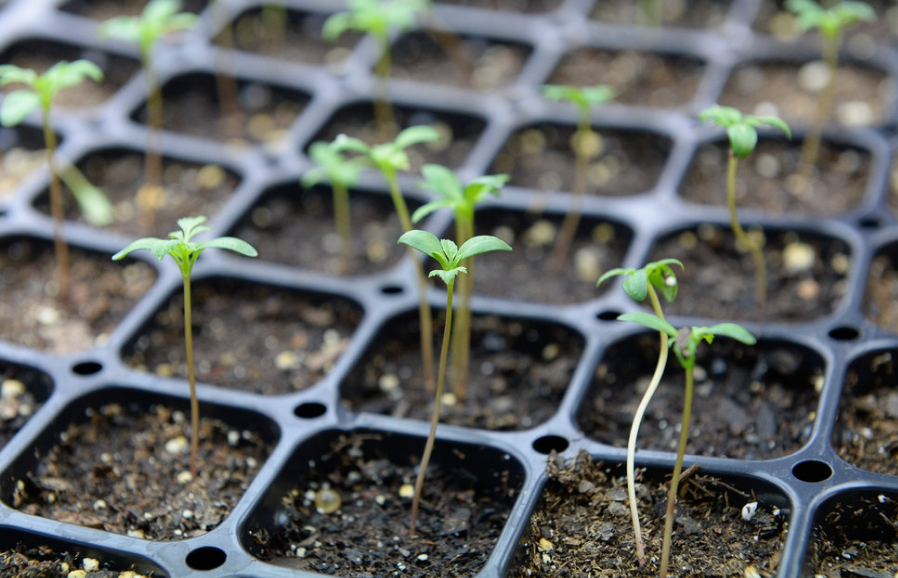 Aqua-Yield Looks for Big Results from 'Smallest Innovation in Agriculture'