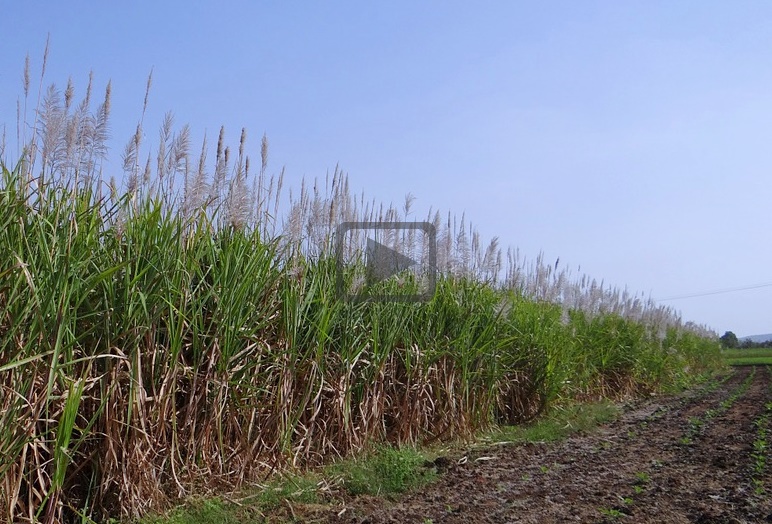 South Africa Sugarcane Survives Severe Droughts Due to Better Water Management (Video)