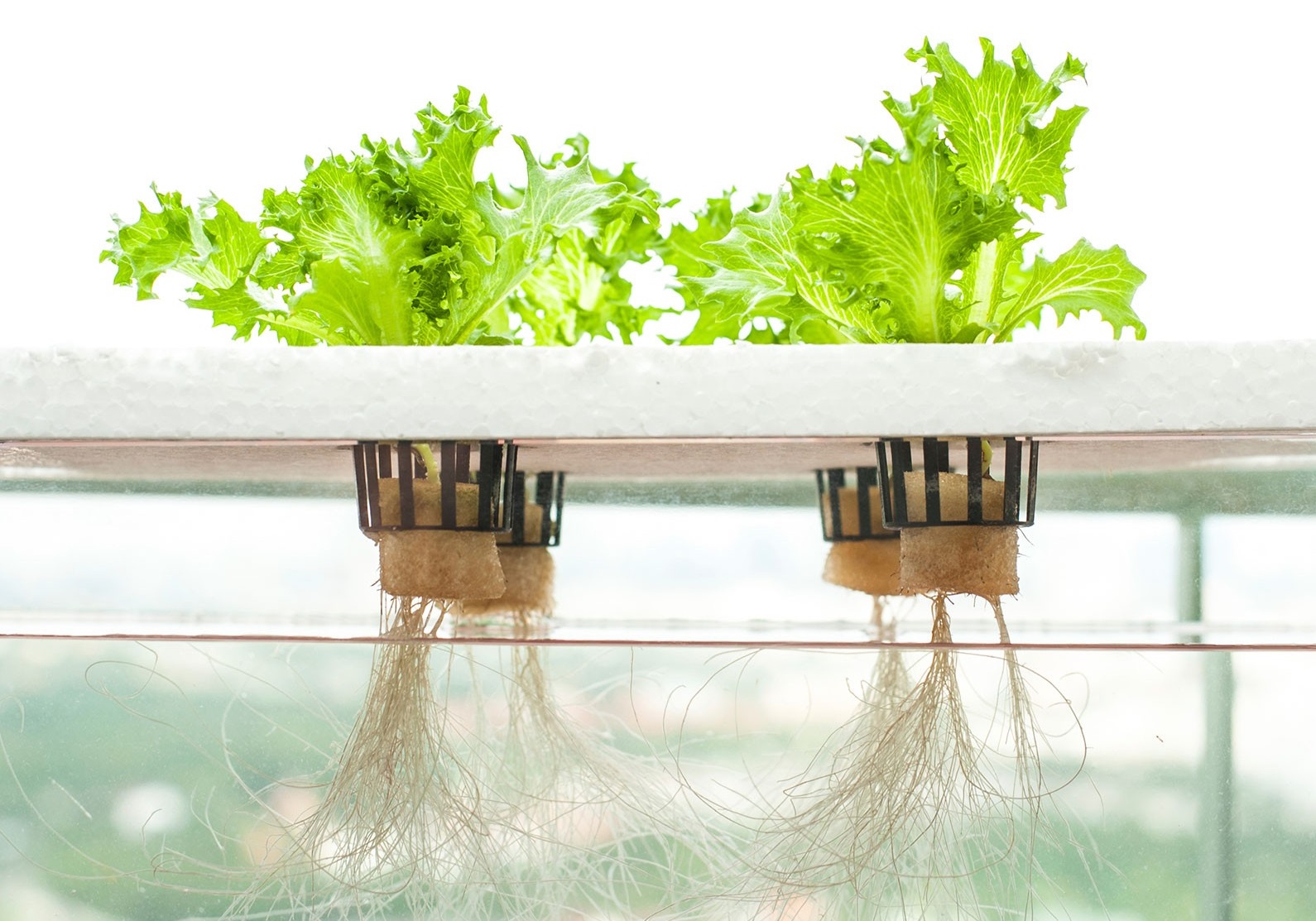 All You Need to Know About Hydroponics