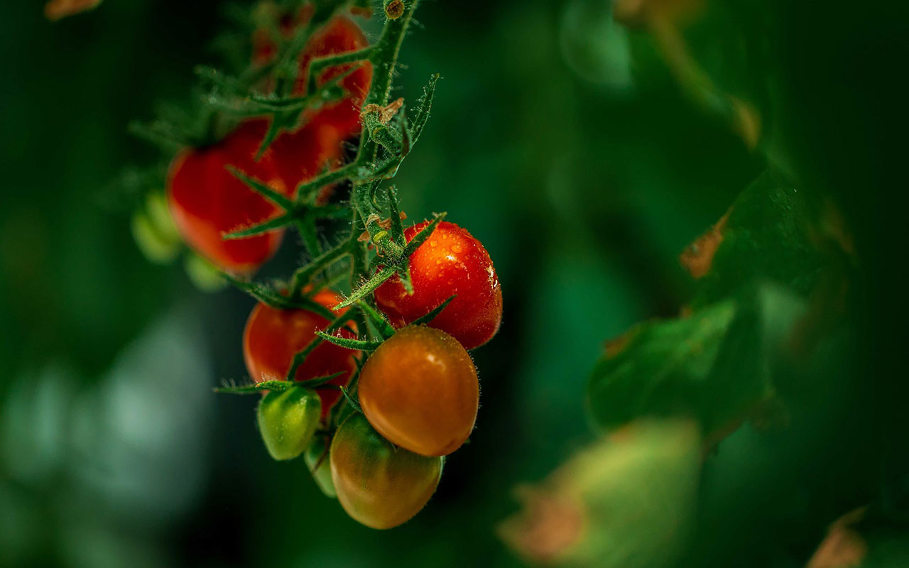 Saudi's Red Sea Farms raises $10m in venture capital investmentFunding in the AgTech business was led by Saudi and Emirati investors including A...