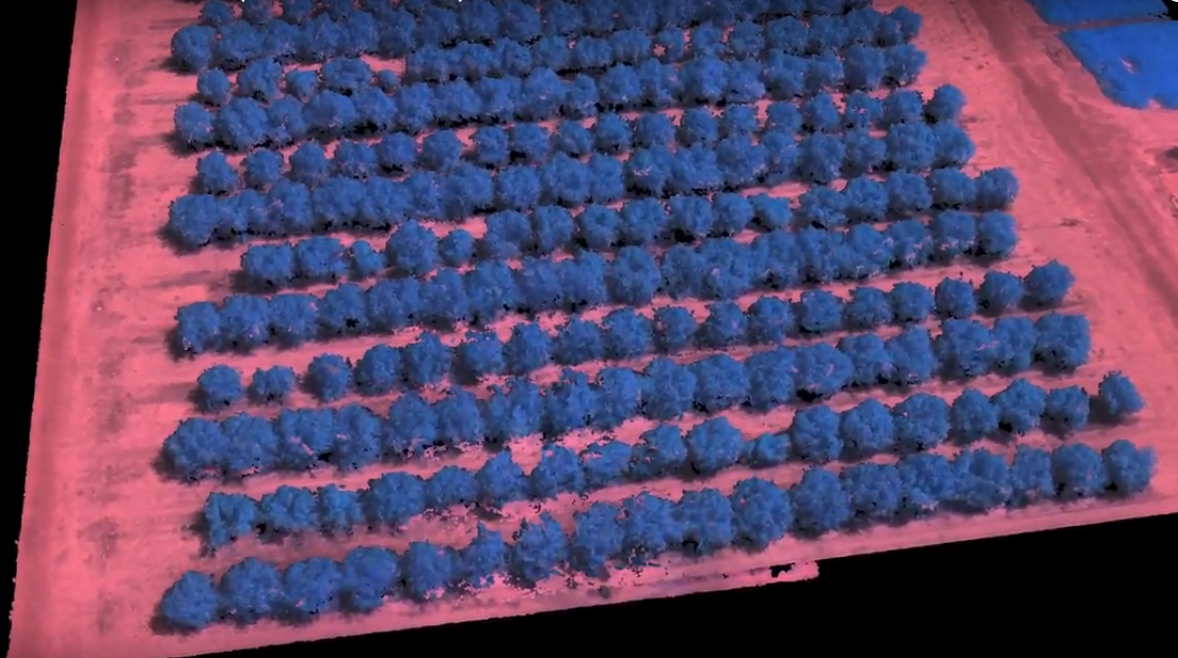 Virtual Orchards Make Better Harvests