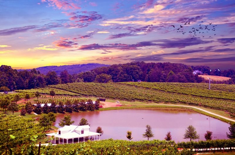 vineyard-1758095_960_720.jpg