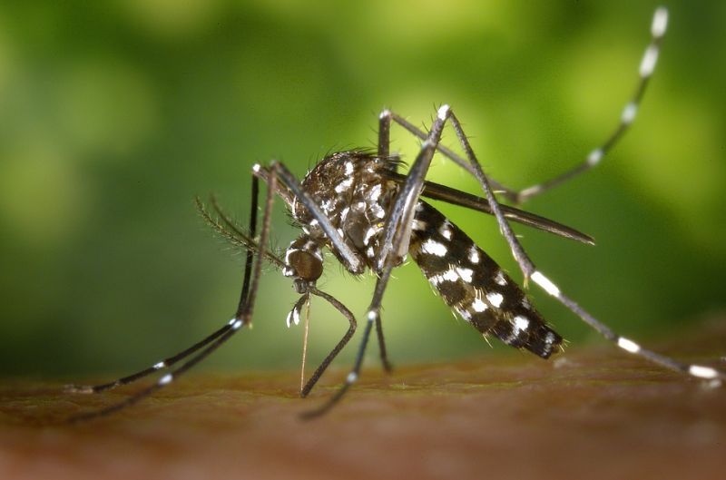 tiger-mosquito-49141_960_720 (1).jpg