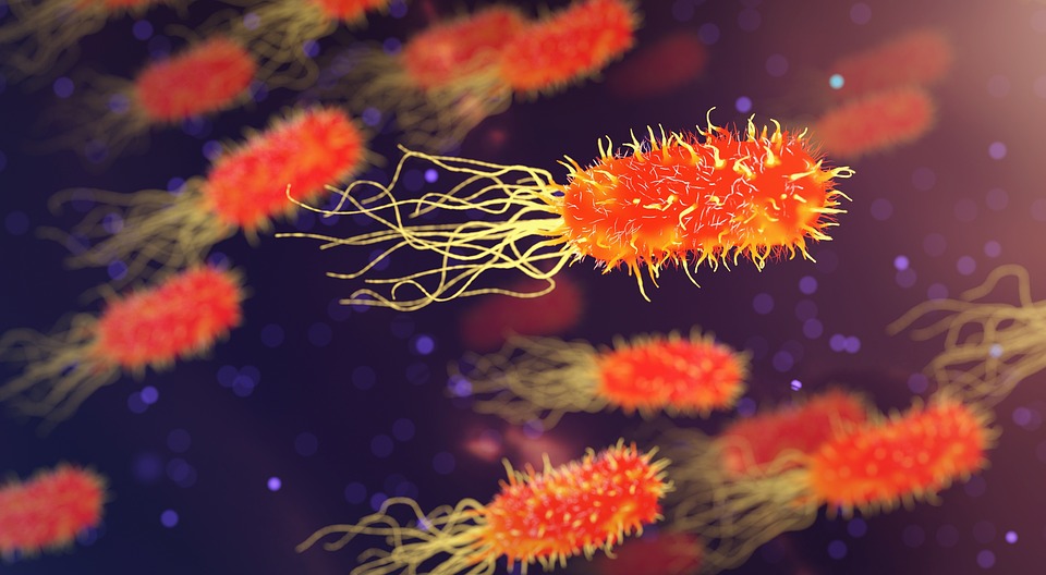 How Bacteria Swim Against the Flow (Research)