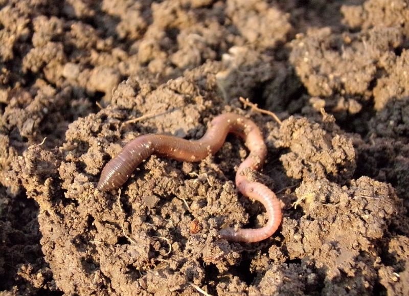 earthworm-686593_960_720.jpg