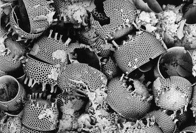 Diatomaceous-Earth-Diatoms.jpg