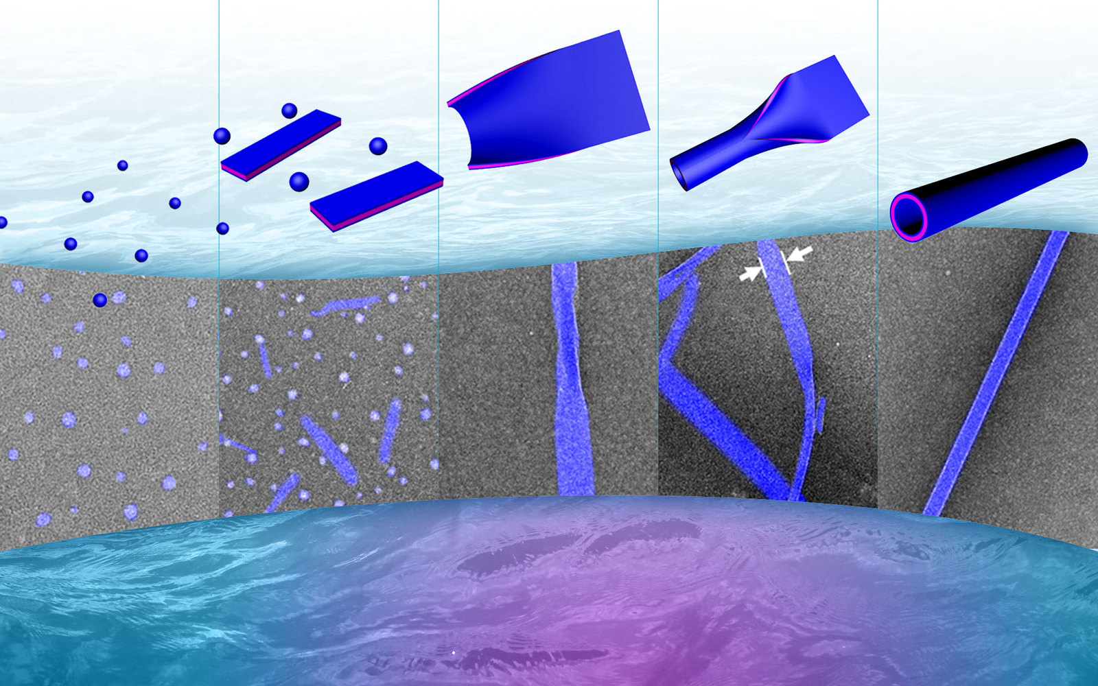 New Tiny Tubes that Could Help with Water Purification and Tissue Engineering Studies