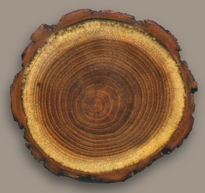 A Filter Made from Wood Cleans Dye from Water