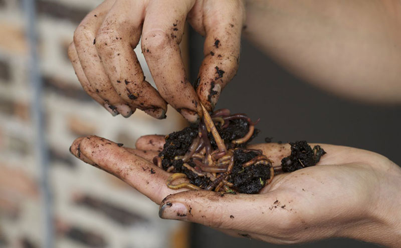 Water-Cleaning Technology Harnesses the Power of Worms