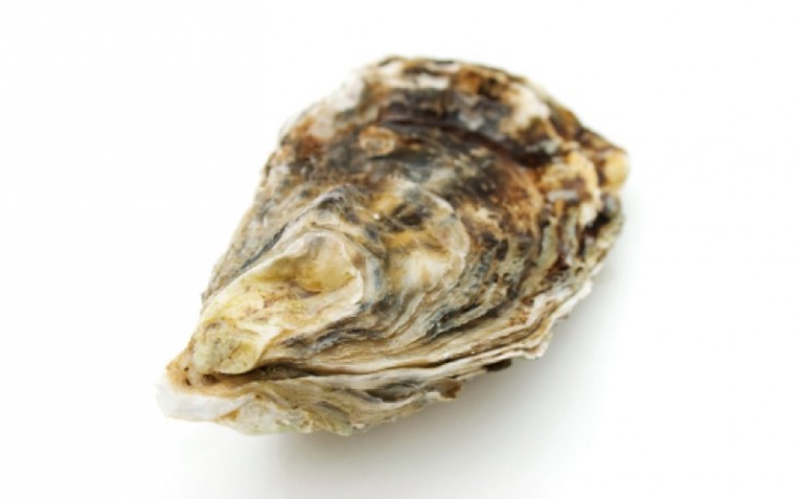 How Oyster Farming is Cleaning Our Water