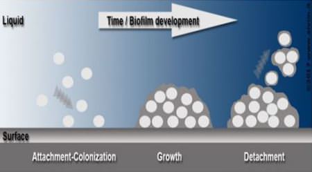 Detection of Bacterial Growth and Biofilm Formation in Pipelines Made Easy