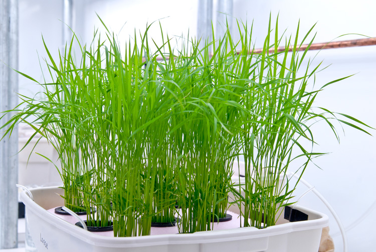 Rice Crops That Save Money and Cut Pollution