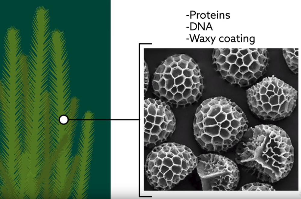 Empty Pollen Grains Could Absorb Drugs and Other Pollutants (Video)