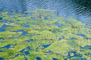 LG Sonic Algae Water Treatment Cuts Cooling Towers’ Chemical Dosing