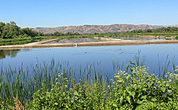 Designing Wetlands to Remove Drugs and Chemical Pollutants