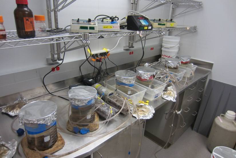 To Untangle the Effects of Nanoparticles on Microbes, Look at the Genes