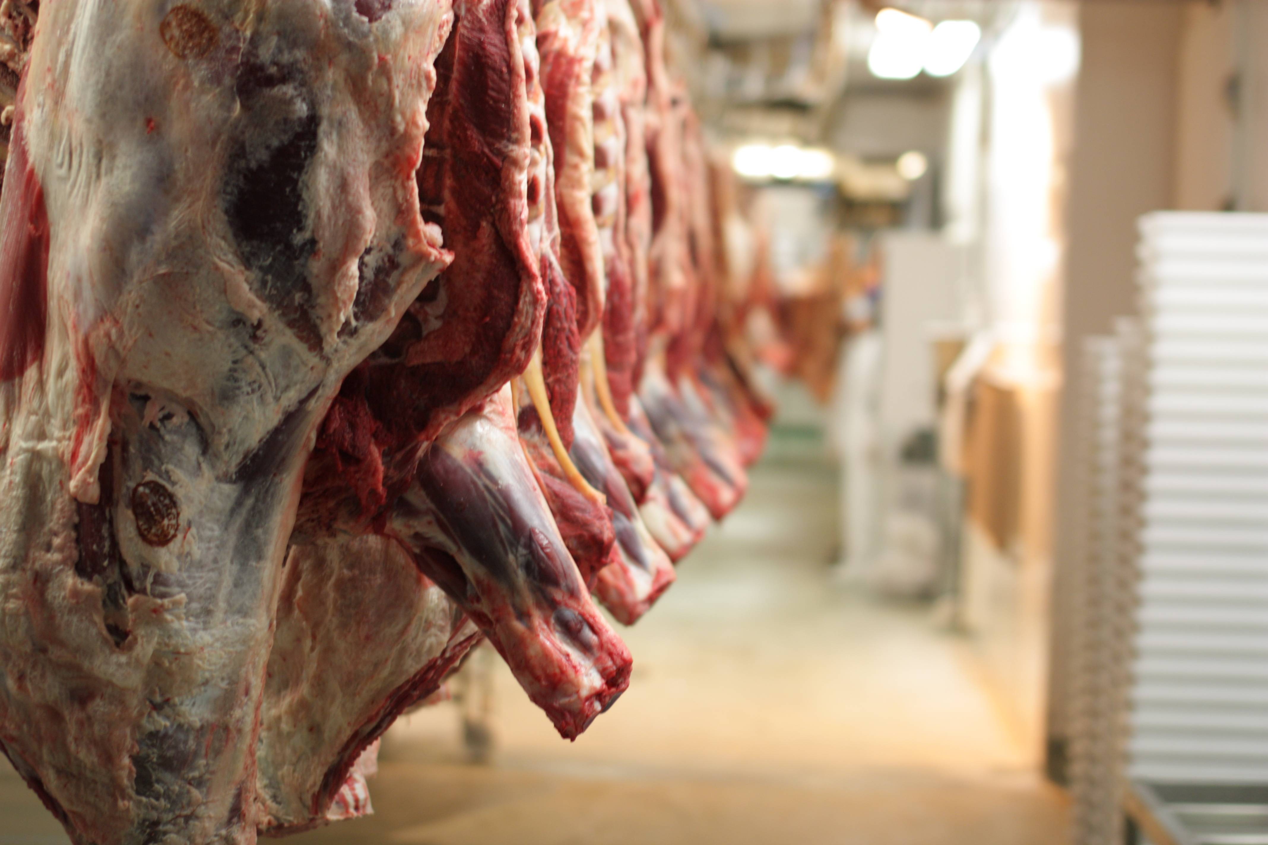 Three Quarters of Large U.S. Slaughterhouses Violate Water Pollution Permits