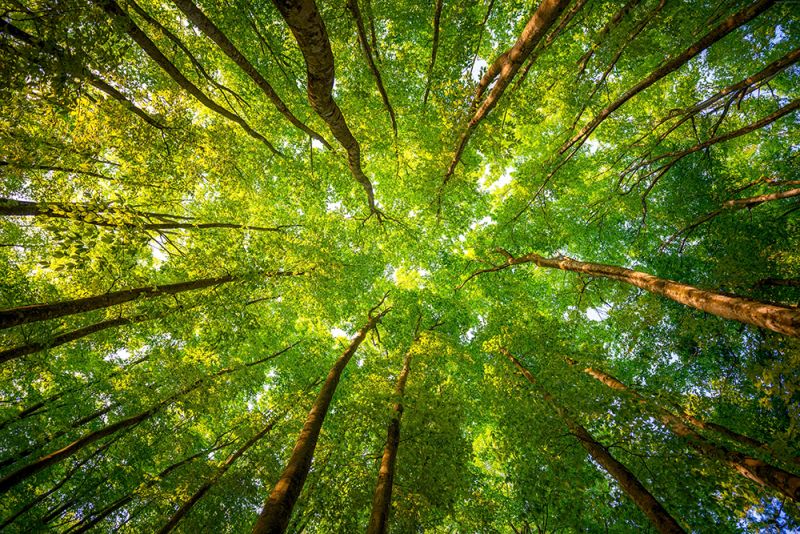 TreesbyYangTS.jpg