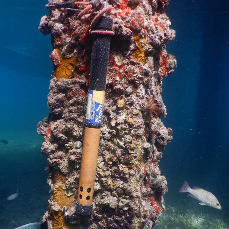 at600-underwater-on-dock-piling-1-1.jpg