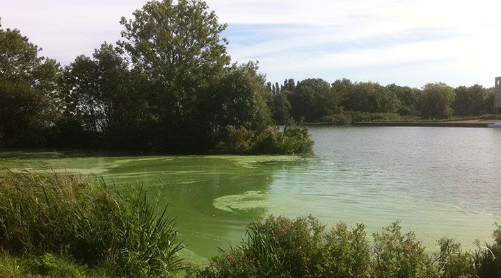 nutrient-pollution.jpg