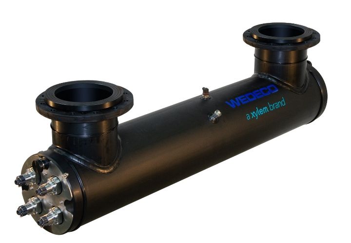 xylem.jpg