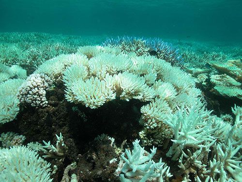 coral_bleaching.jpg