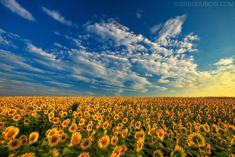 greg-dubois-colby-farm-sunflower-field-golden-hour-sunrise-with-blue-sky-and-clouds-newbury-massachusetts-scotland-road-240ppi-L.jpg