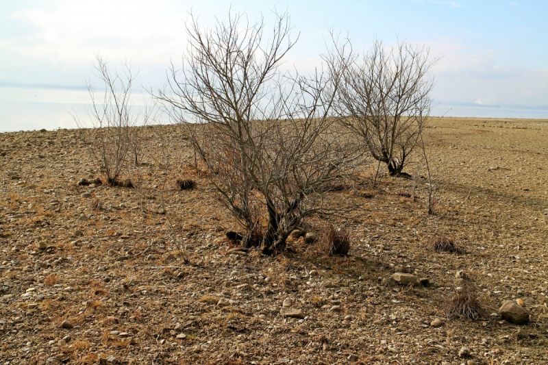 desertification.jpg