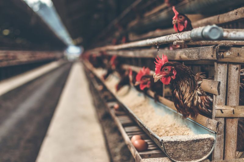 poultry.jpeg