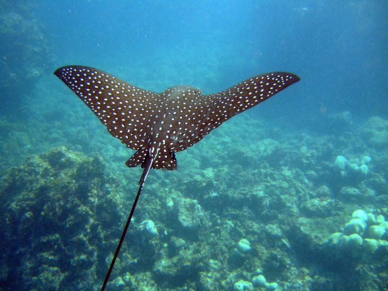 415296-tropical-fish-underwater-sea-life-spotted-eagle-rays.jpg