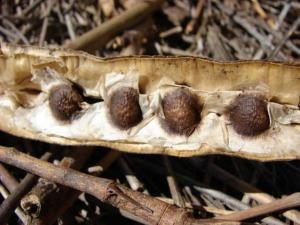 mo-seeds-pod.jpg